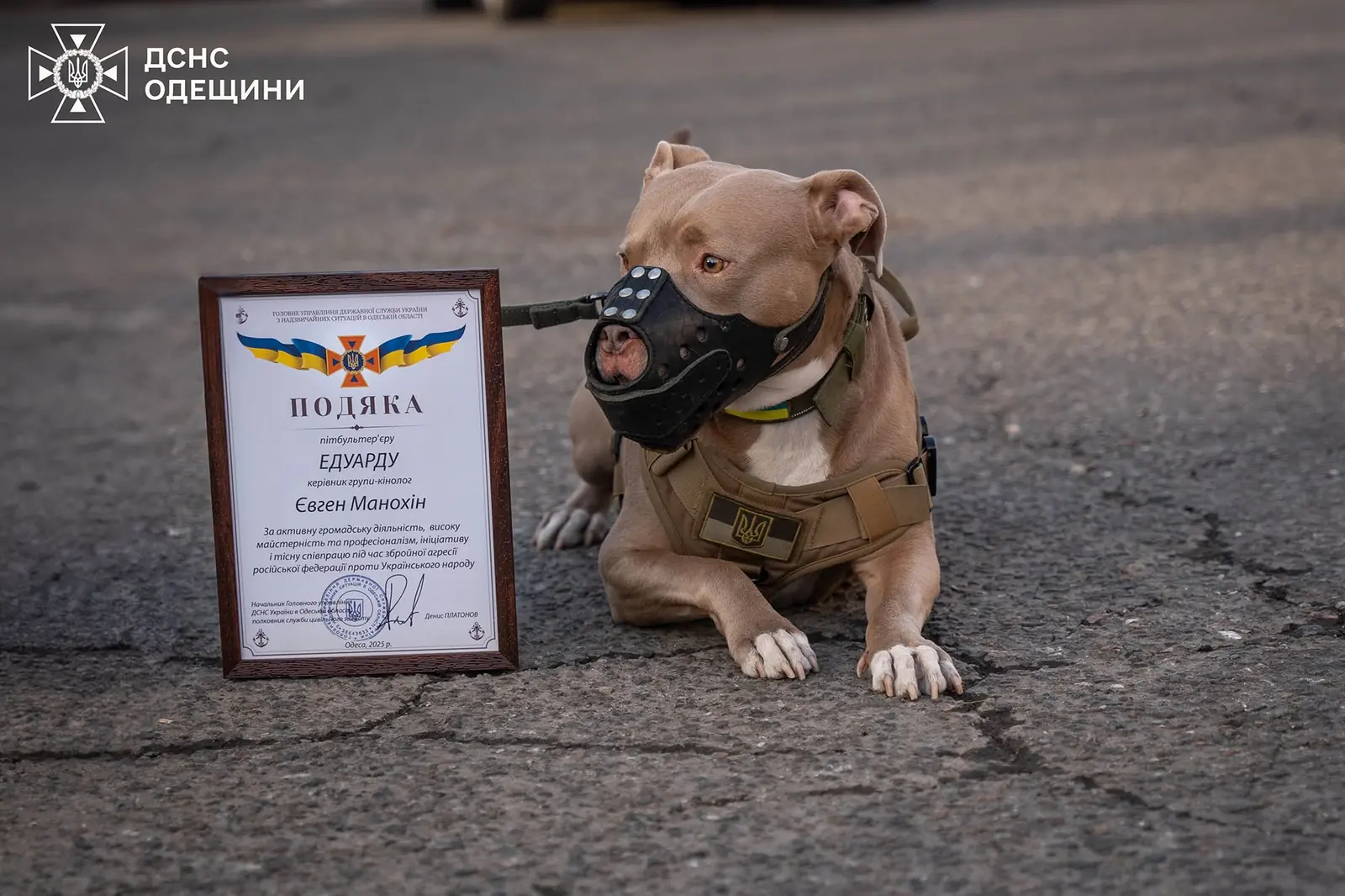 Эдуард · Питбультерьер